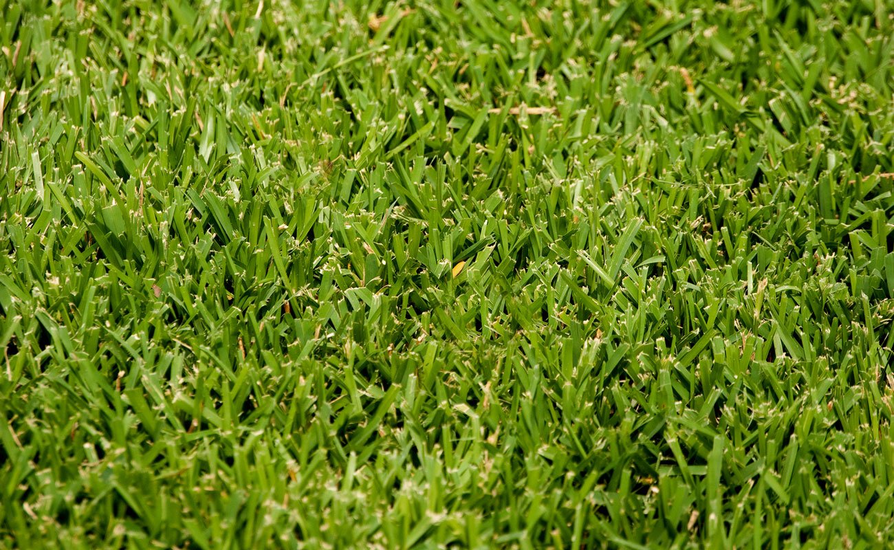sodbusters-augustine-sod The Southeast's Leading Sod farm